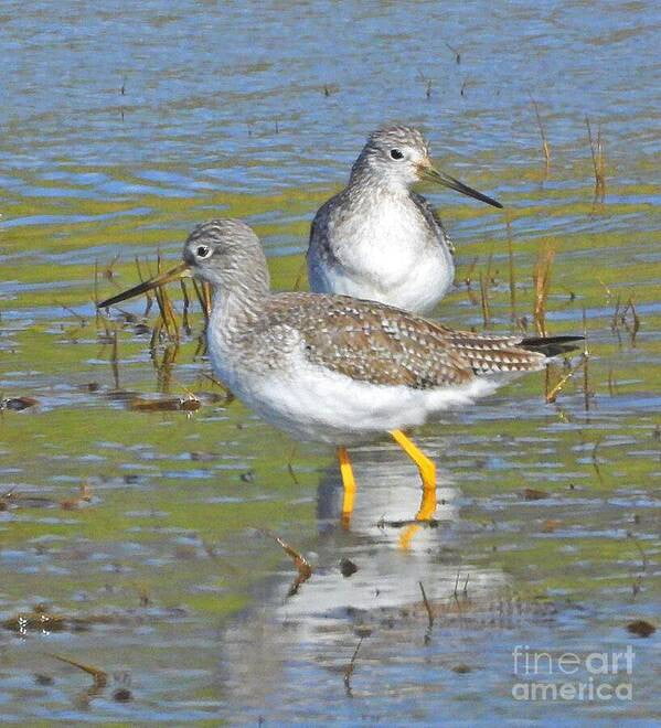 2 Yellow Legs - Art Print