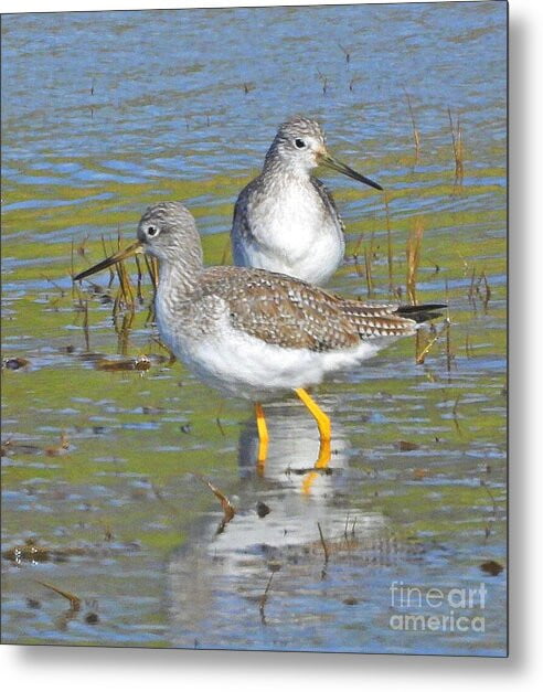 2 Yellow Legs - Metal Print