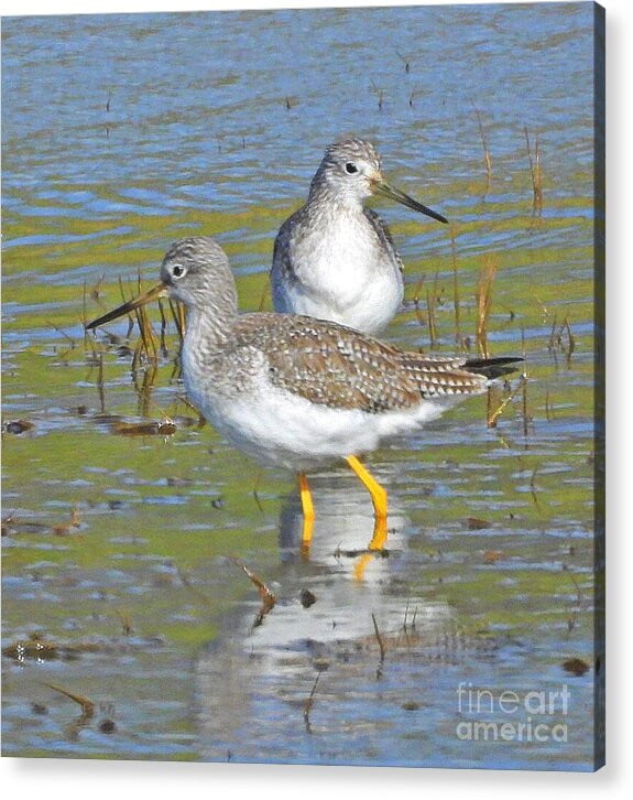 2 Yellow Legs - Acrylic Print