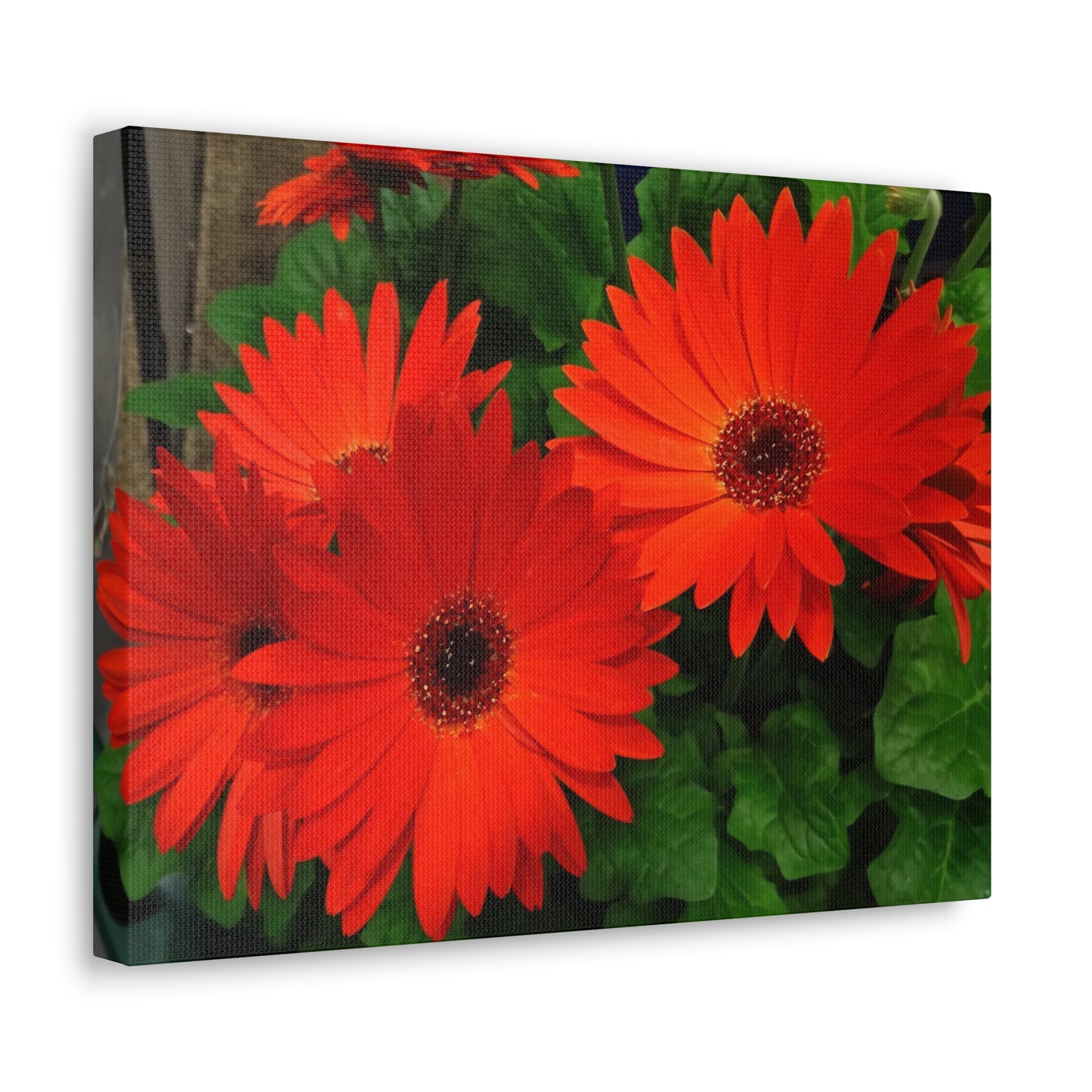 Red Gerber Daisies - Canvas Gallery Wrap