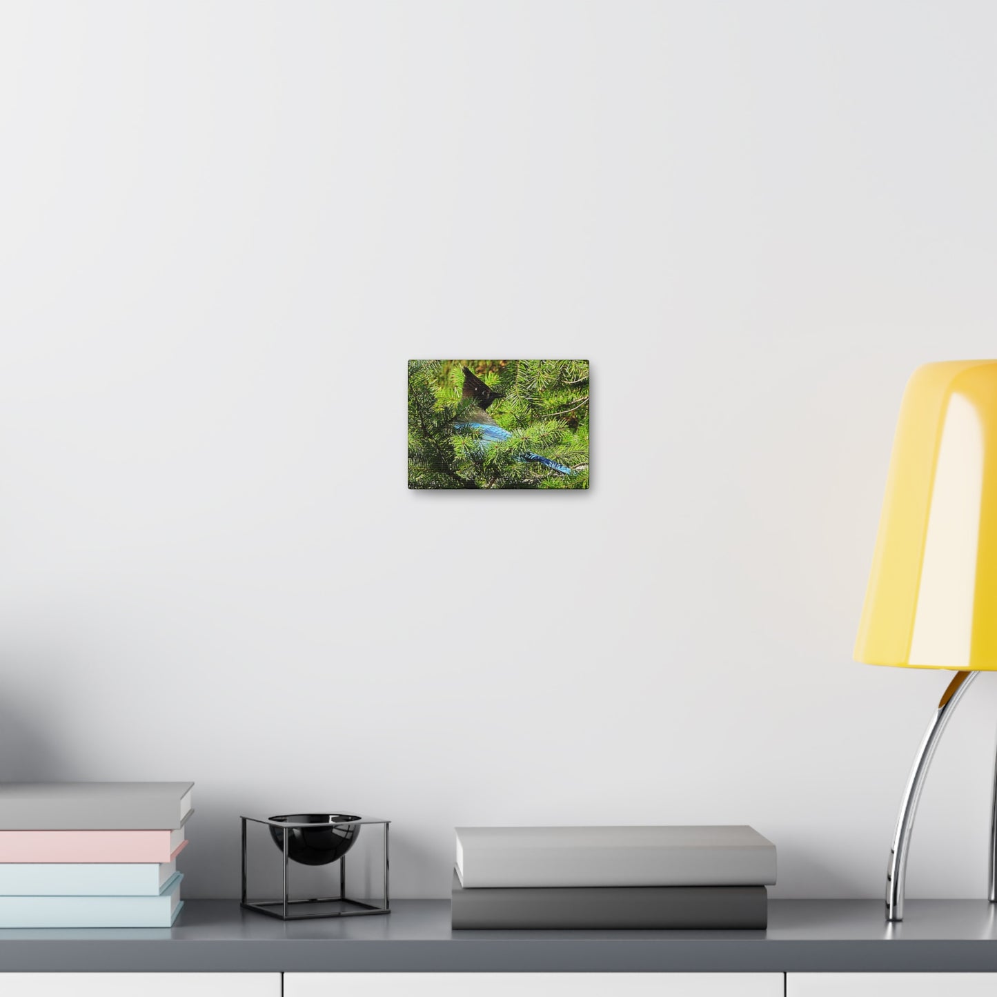 Stellar Jay - Canvas Gallery Wrap