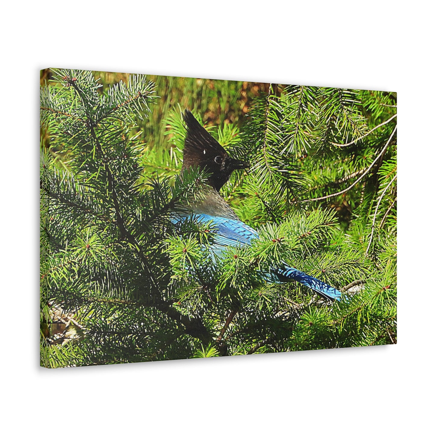 Stellar Jay - Canvas Gallery Wrap