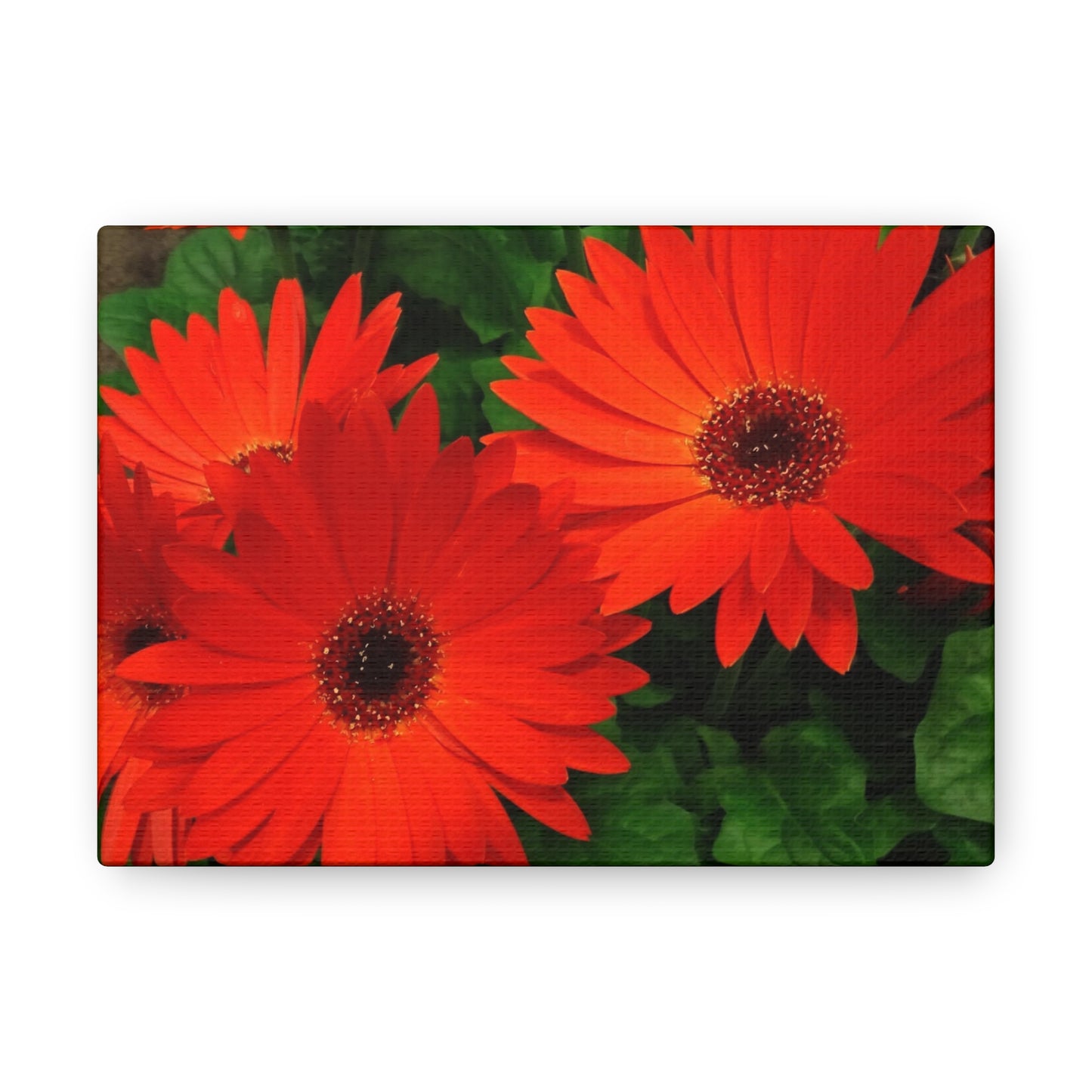 Red Gerber Daisies - Canvas Gallery Wrap