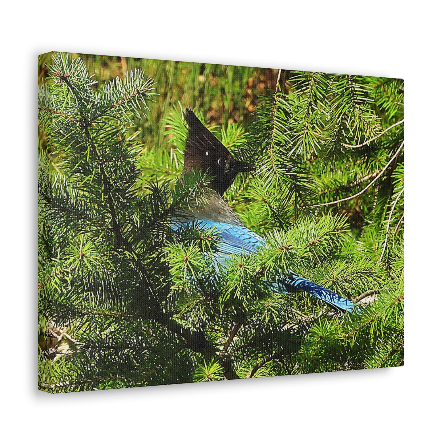 Stellar Jay - Canvas Gallery Wrap