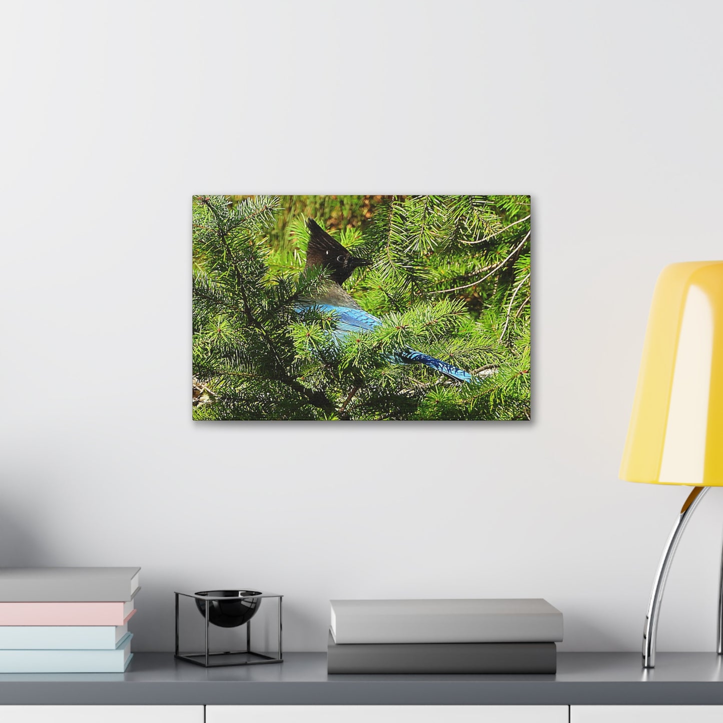Stellar Jay - Canvas Gallery Wrap