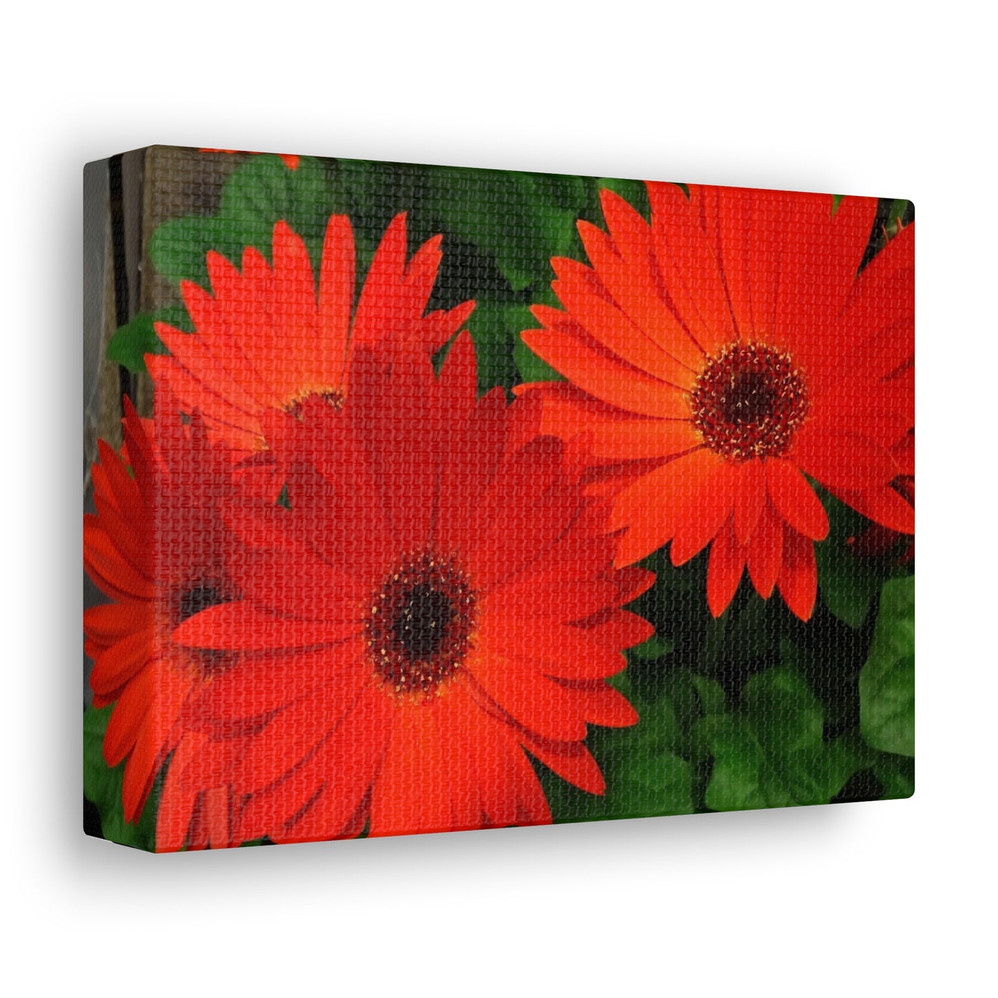 Red Gerber Daisies - Canvas Gallery Wrap