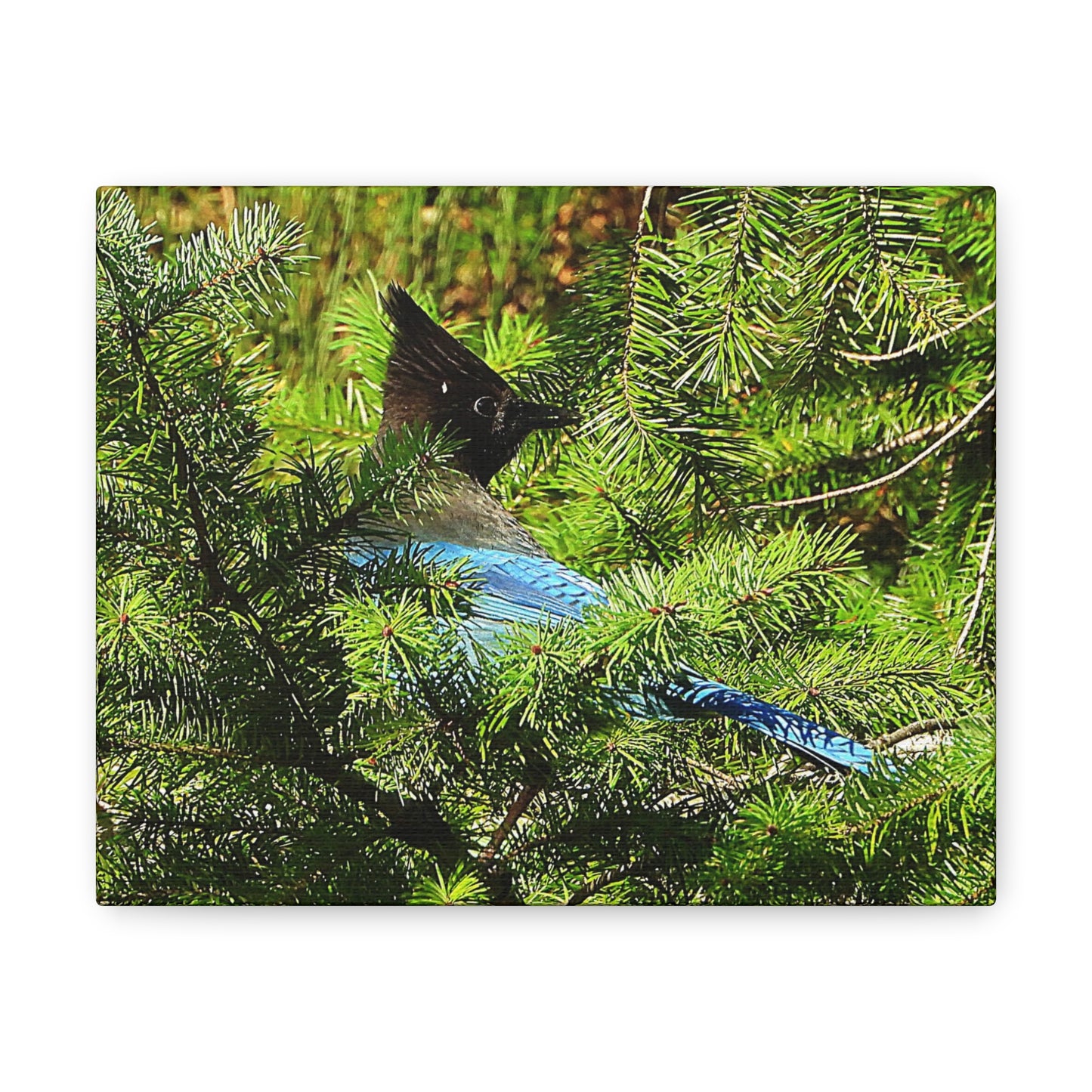 Stellar Jay - Canvas Gallery Wrap