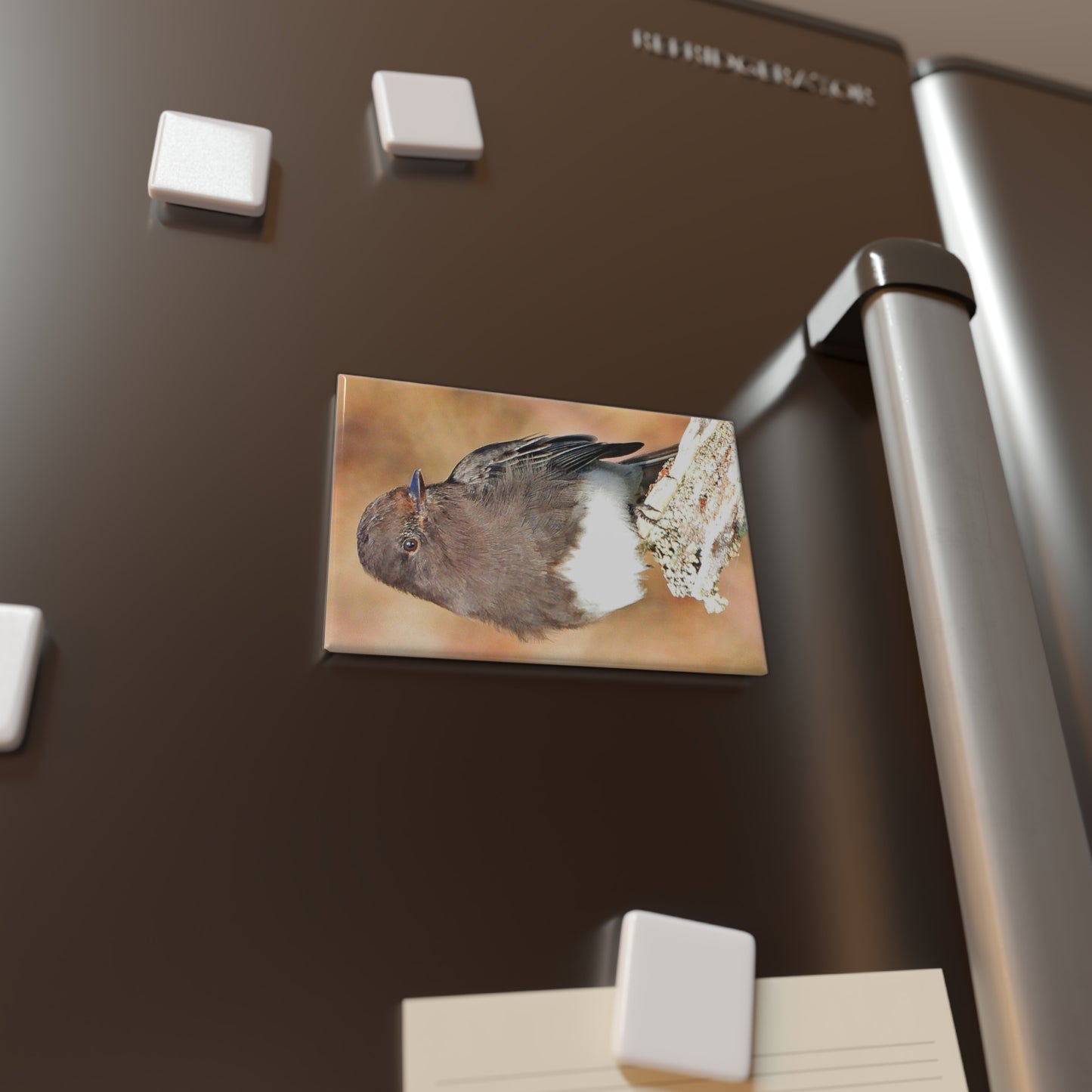 Black Phoebe - Refrigerator Magnet