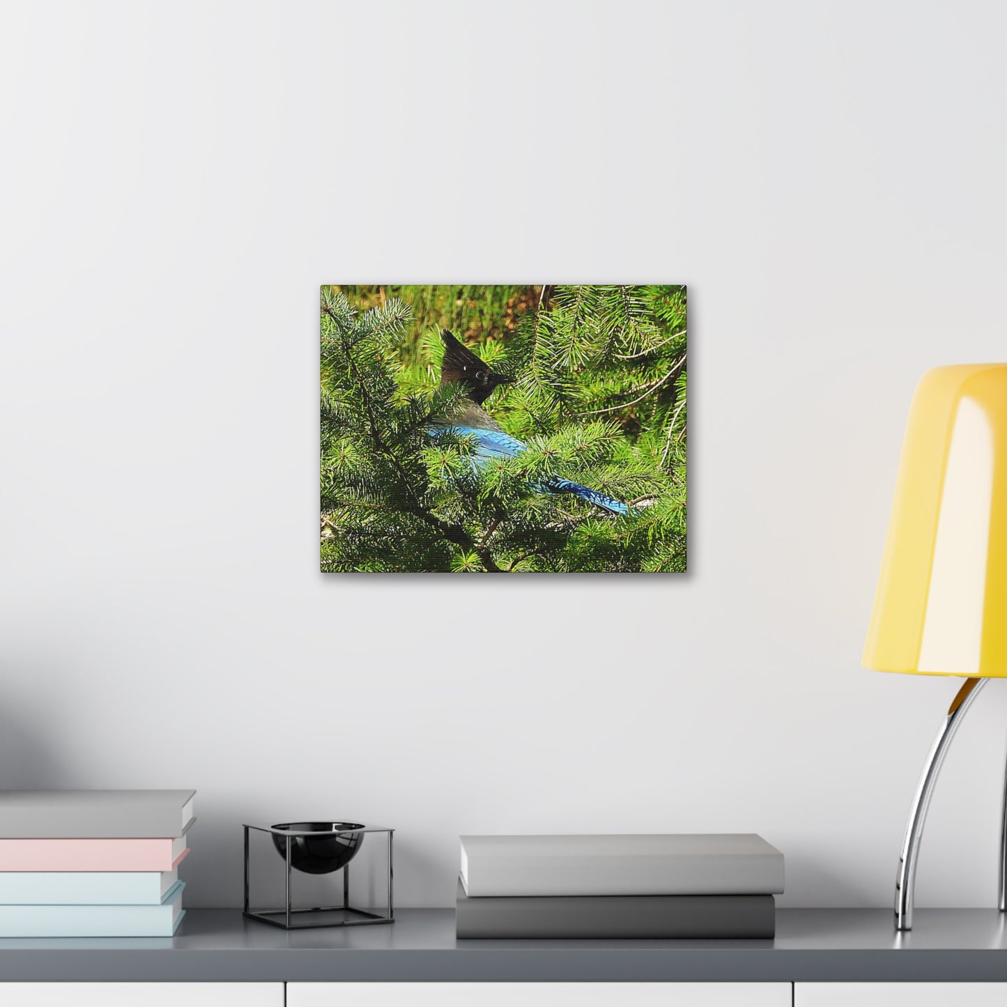 Stellar Jay - Canvas Gallery Wrap