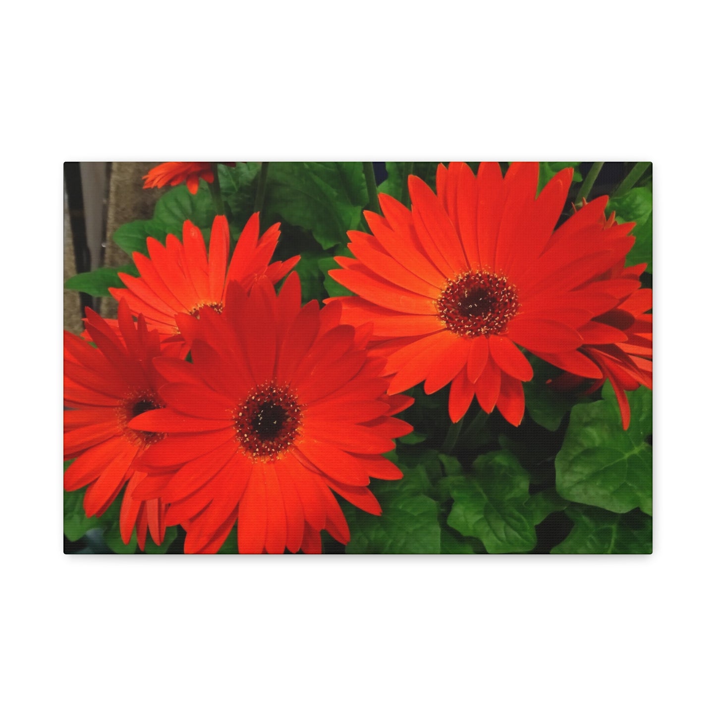 Red Gerber Daisies - Canvas Gallery Wrap