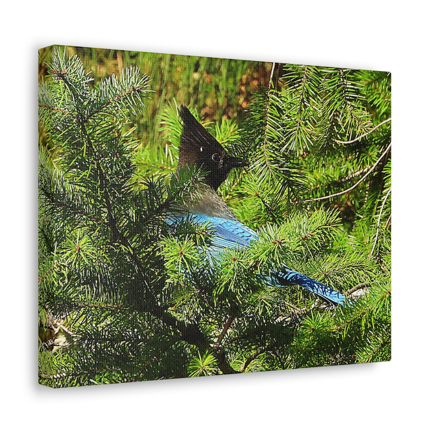 Stellar Jay - Canvas Gallery Wrap