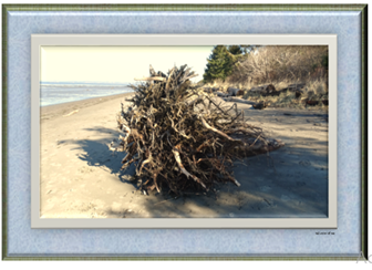 Beach Snag - Greeting Card