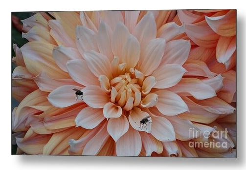Dahlia Flies - Metal Print