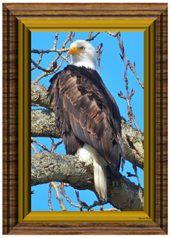 Eagle Sunning - Greeting Card