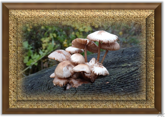 Mushroom Village - Greeting Card