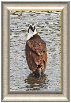 Osprey - Greeting Card