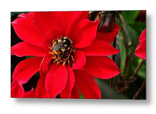 Red Attracks Visitor - Metal Print