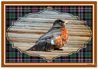 Robin Framed - Greeting Card