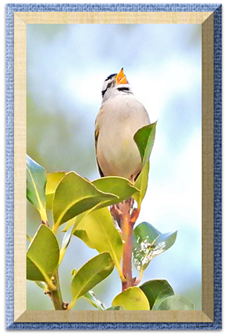 White Crowned Sparrow Sings - Greeting Card