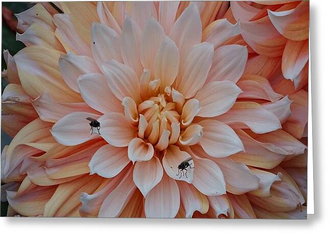 Dahlia Flies - Greeting Card