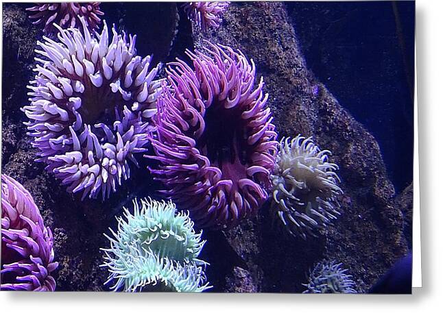 Technicolor Sea Anemones - Greeting Card
