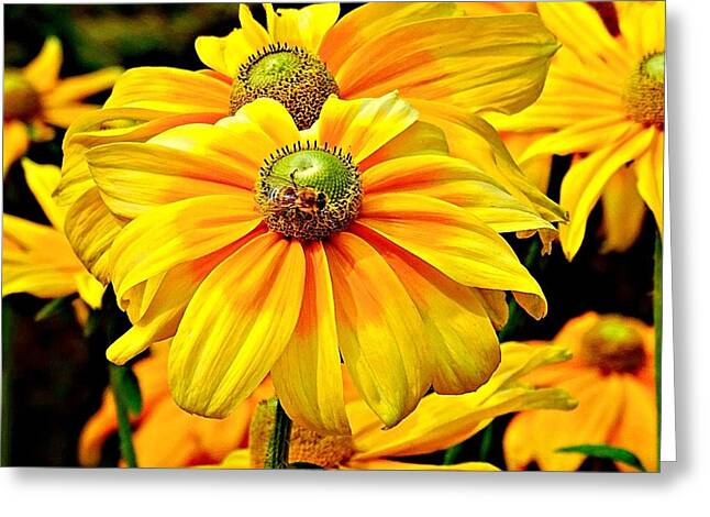 Daisy Bee - Greeting Card