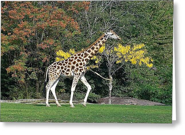StandingTall - Greeting Card