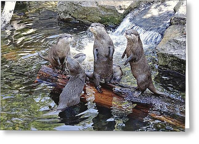 What's Up - Greeting Card