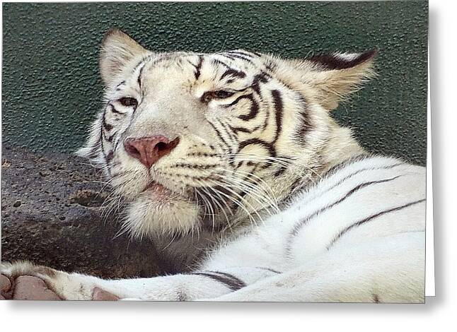 White Tiger - Greeting Card