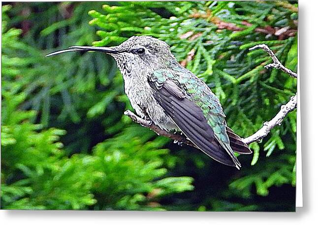 Hummer's Attitude - Greeting Card