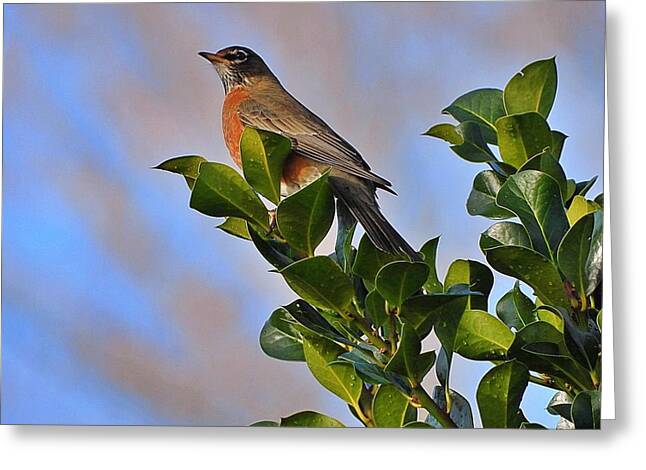Morning Robin - Greeting Card