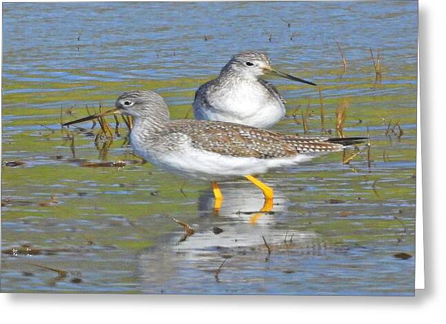 2 Yellow Legs - Greeting Card