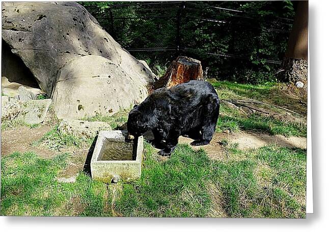 Thirsty Bear 1 - Greeting Card