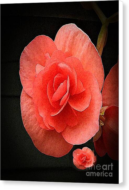 Begonia Twin - Canvas Print