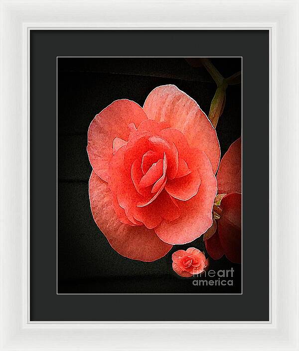 Begonia Twin - Framed Print