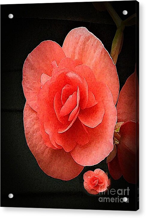 Begonia Twin - Acrylic Print
