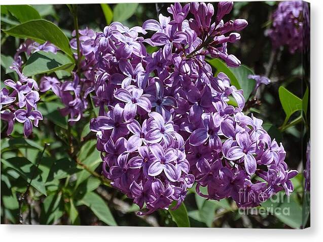 Chinensis - Canvas Print