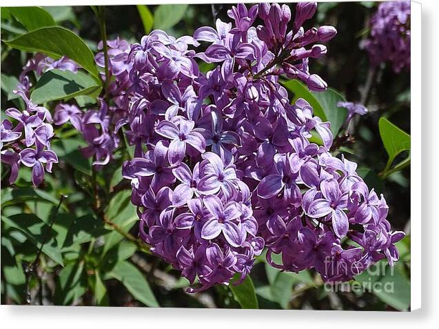 Chinensis - Canvas Print
