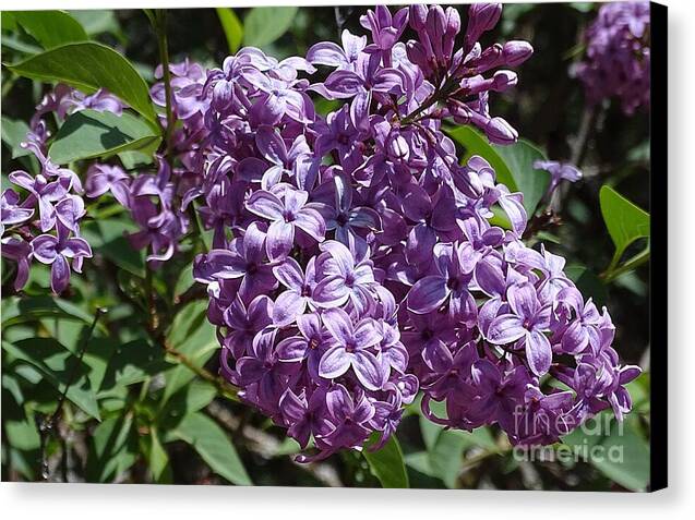 Chinensis - Canvas Print