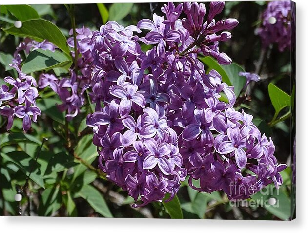 Chinensis - Acrylic Print