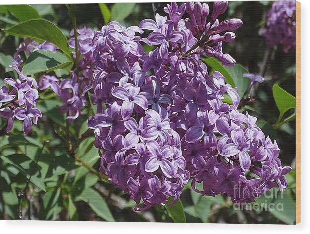 Chinensis - Wood Print