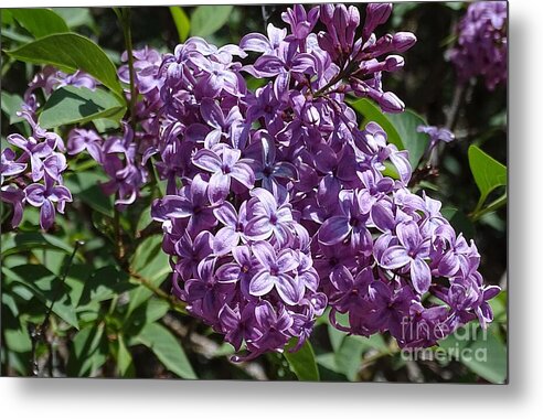 Chinensis - Metal Print