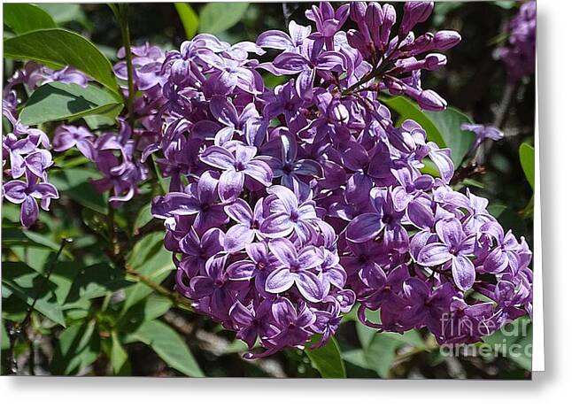 Chinensis - Greeting Card