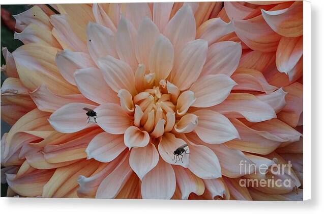 Dahlia Flies - Canvas Print