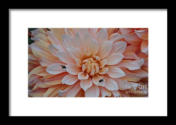 Dahlia Flies - Framed Print