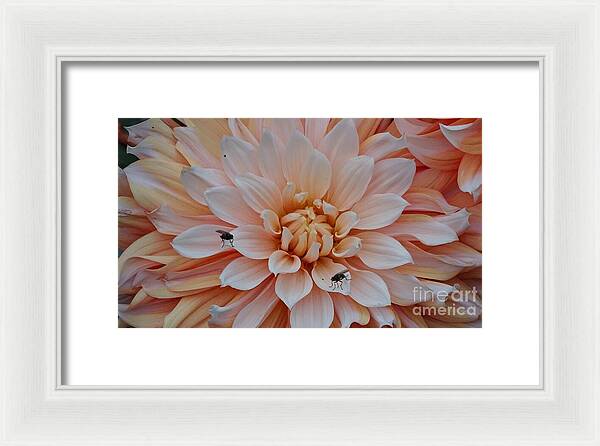 Dahlia Flies - Framed Print