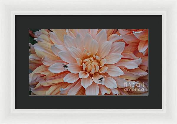 Dahlia Flies - Framed Print