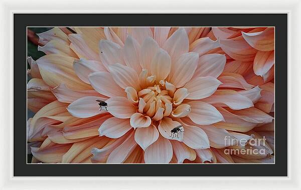 Dahlia Flies - Framed Print