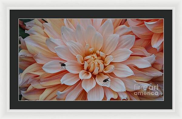 Dahlia Flies - Framed Print