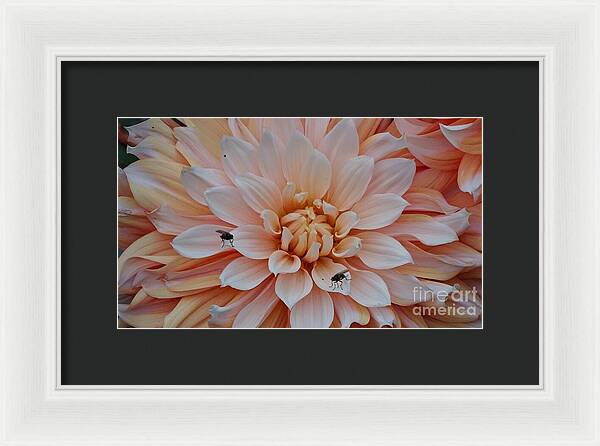 Dahlia Flies - Framed Print